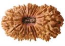 21 mukhi rudraksha